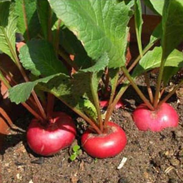 Radish red The Plantbox