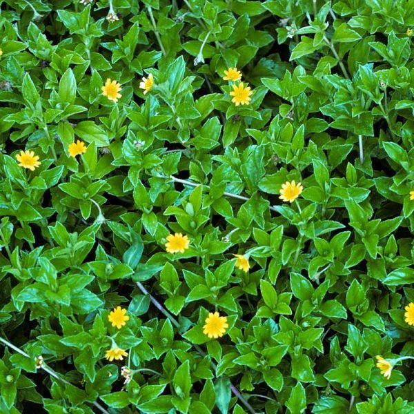 Wedelia trilobata) The Plantbox