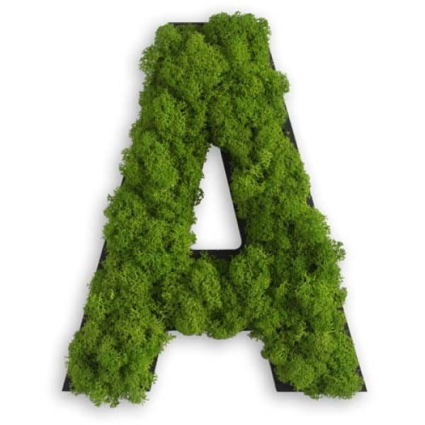 free download reindeer moss free download reindeer moss