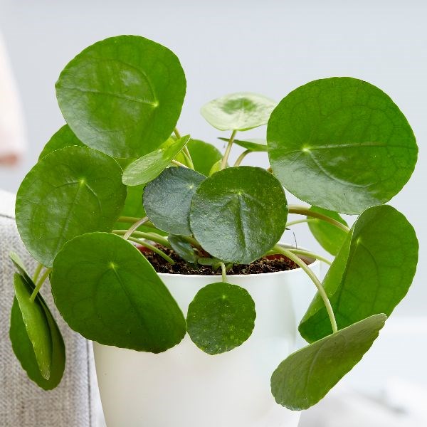 Pilea peperomioides stell