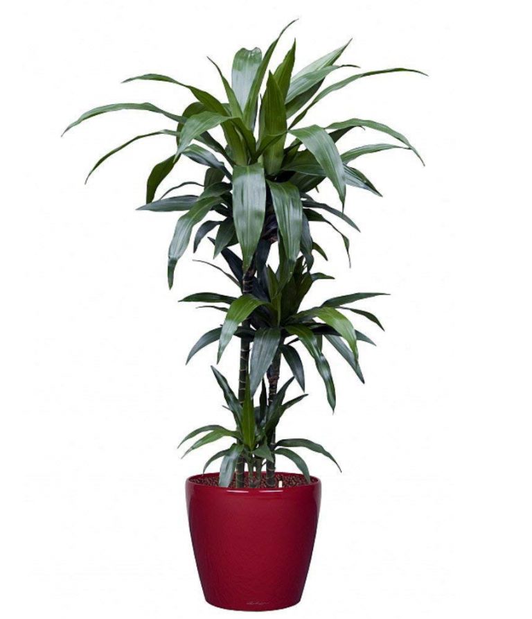 Dracaena craig The Plantbox